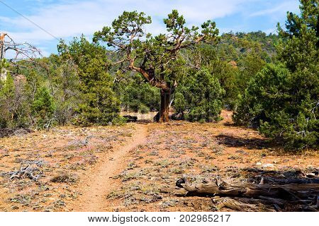 Pacific Crest Hiking Trail thru a rural meadow surrounded by a Juniper and Pine Forest taken at Holcomb Valley near Big Bear, CA