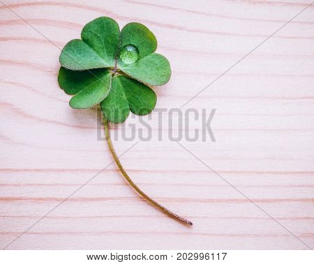 Clover Leaves On Shabby Wooden Background. The Symbolic Of Four Leaf Clover The First Is For Faith,