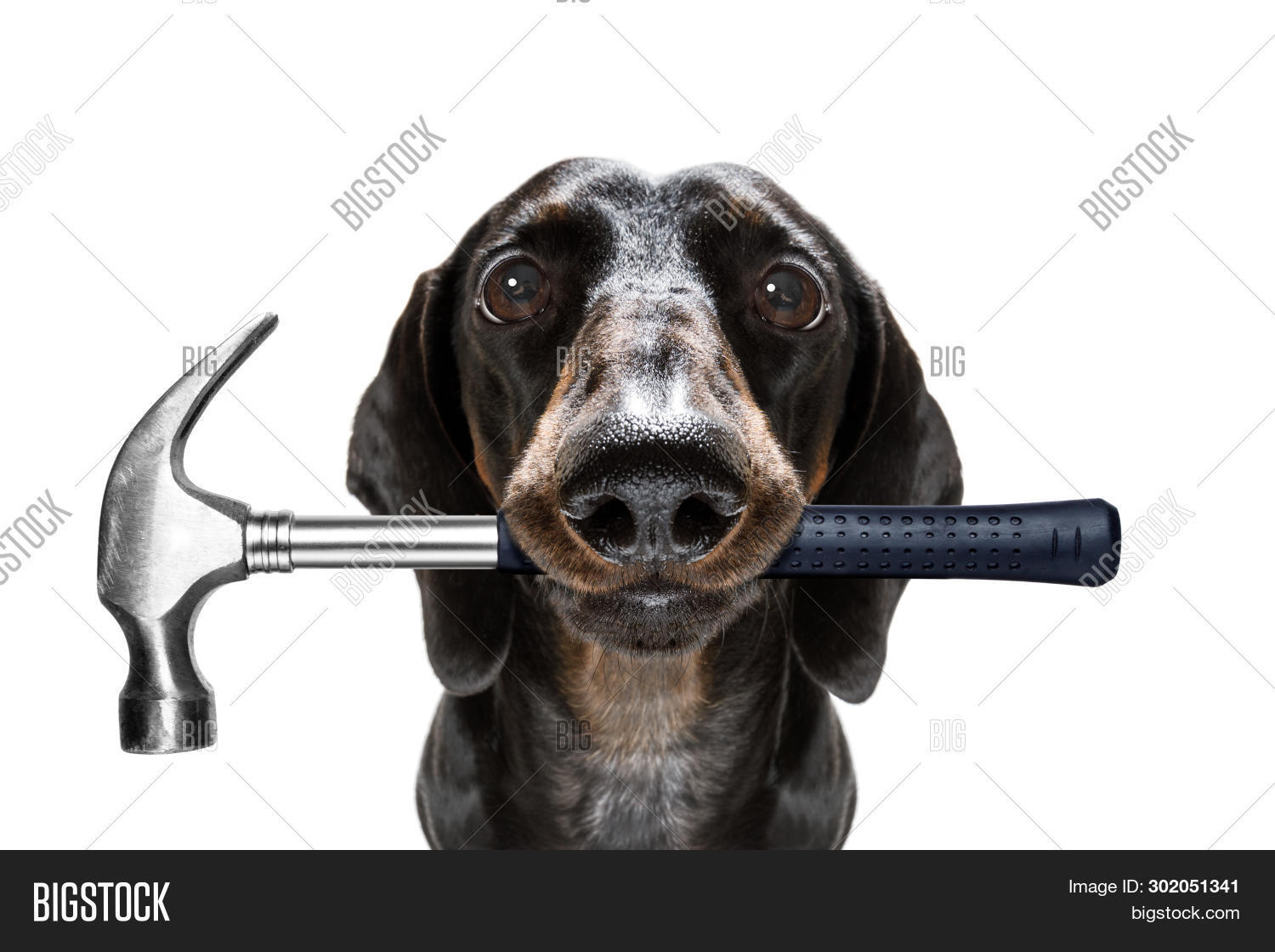 пес с молотком. щенок строитель. собака держит в зубах. молоток собачья голова. собака на стройке.