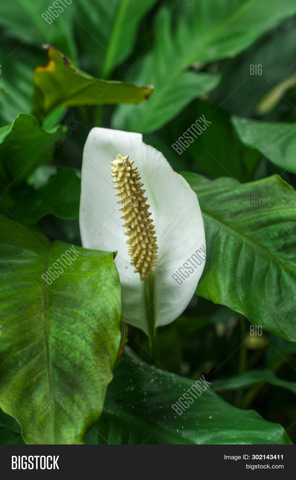 Peace Lily Flower Image & Photo (Free Trial) Bigstock