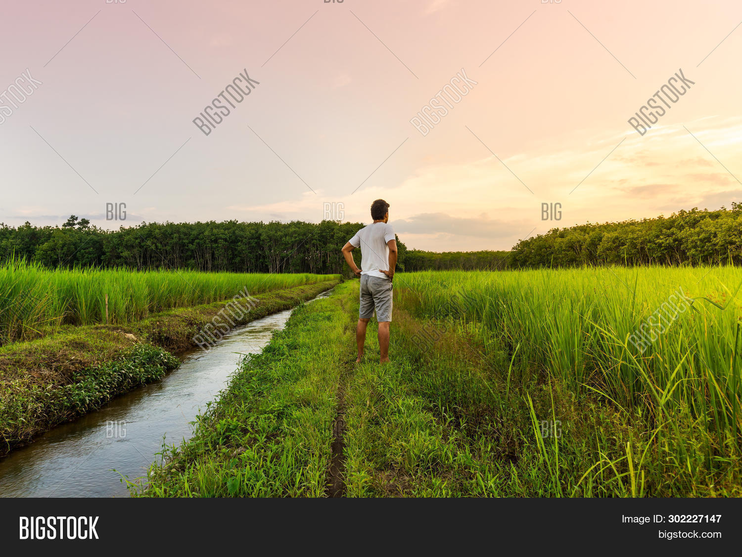 View Rice Field Human Man Look Rice Field Image & Photo (Free Trial) | Bigstock
