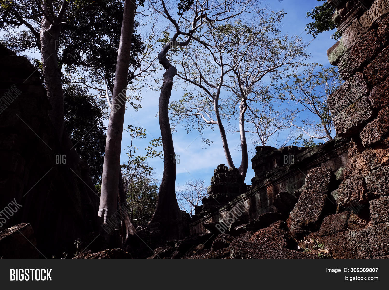 Huge Ficus Trees Grow Image & Photo (Free Trial) | Bigstock