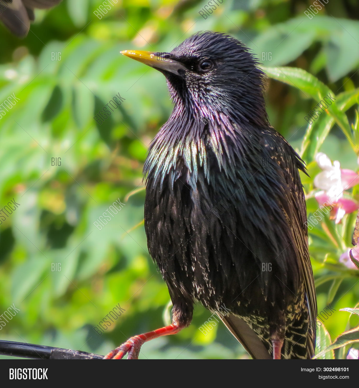 Common Starling, Image & Photo (Free Trial) | Bigstock