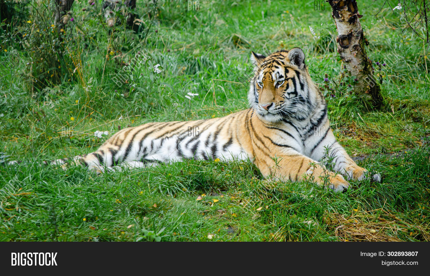 Amur Tiger Lying Down Image & Photo (Free Trial) Bigstock