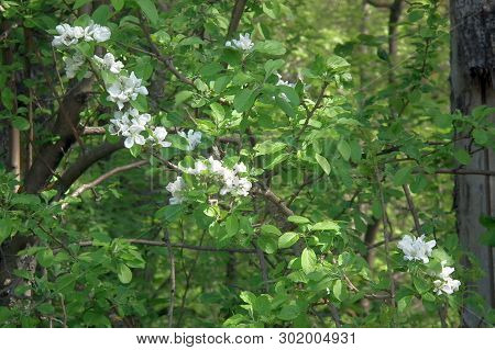Spring Landscape. Branch Of A Blossoming Apple-tree Forest. White Flowers Of Spring Apple Tree In Su