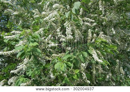 Spring Landscape , Blooming Forest Bird Cherry Creates A Beautiful Background. White Flowers On Gree