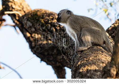 A Vervet Monkey Preparing To Leap From A Tree Branch.