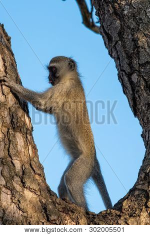 A Vervet Monkey Eating Bark From The Trunk Of A Tree.