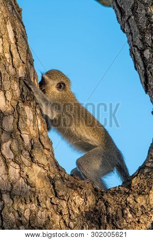 A Vervet Monkey Eating Bark From The Trunk Of A Tree.