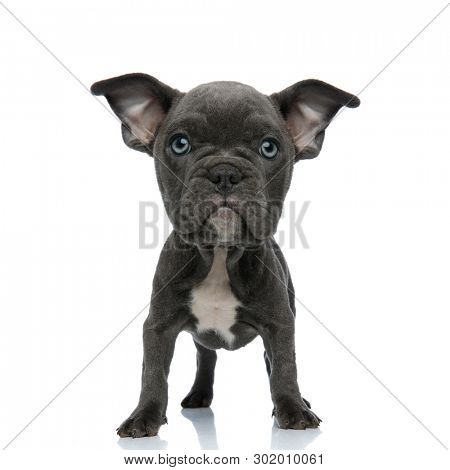 alert big headed american bully puppy standing on white background