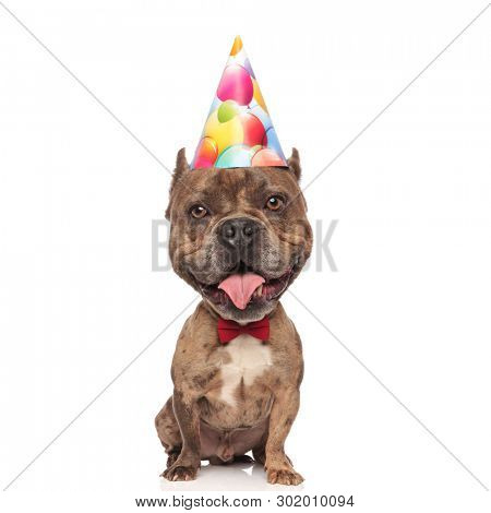 adorable big headed dog wearing party hat and bow tie isolated on white background