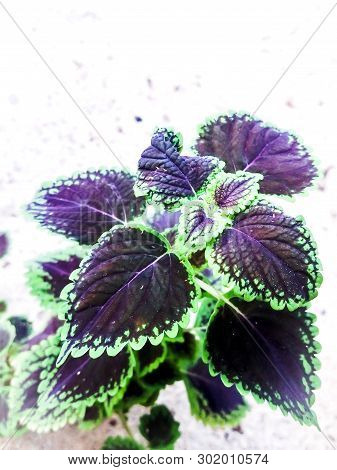 How To Use Coleus Plant To Desire And How Coleus Plant Made Me A Better Sales Person