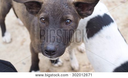 Homeless Dog, Portrait Of Puppy Relaxing On The Sand Beach, Laying, In Thailand, Space For Text In T