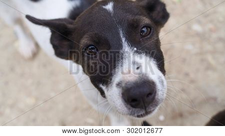 Homeless Dog, Portrait Of Puppy Relaxing On The Sand Beach, Laying, In Thailand, Space For Text In T
