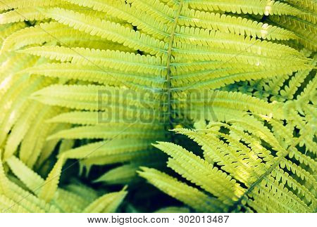 Fern (polypodiophyta) With Green Leaves Texture Background, Plants In A Garden
