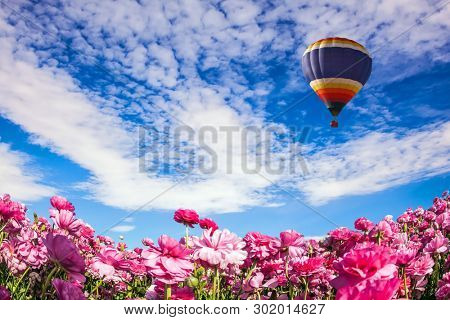 Cool spring in Israel. Adorable pink garden buttercups bloom on a kibbutz field. Huge multi-color balloon flies over the flower field. Concept of active, extreme, eco, rural and photo tourism