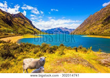 Sheep and lamb graze on the grass by the lake. Huge lake Hawea with turquoise smooth water. South Island, New Zealand. The concept of ecological, active and phototourism