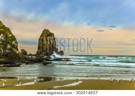  New Zealand. Cannibal Bay on Pacific coast of the South Island. Flock of white cormorants resting in the sand. Wide beach with white sand and blue-green water. The concept of  phototourism  