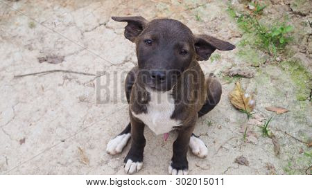 Homeless Dog, Portrait Of Puppy Relaxing On The Sand Beach, Laying, In Thailand, Space For Text In T