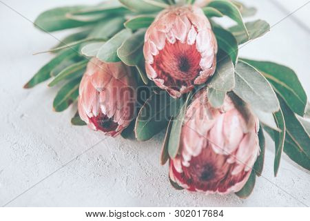 Protea flowers bunch. Blooming Pink King Protea Plant over grey background. Extreme closeup. Holiday gift, bouquet, buds. One Beautiful fashion flower macro shot. Valentine's Day gift
