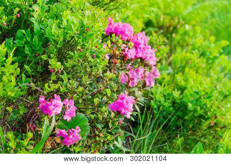 Evergreen Bush Of Flowering Rhododendron Myrtifolium, Also Known As Rhododendron Carpathian, Ukraini