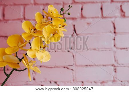 Yellow Orchid On The Pink Bricky Background.