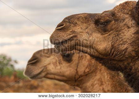 Camels Out Amongst Nature