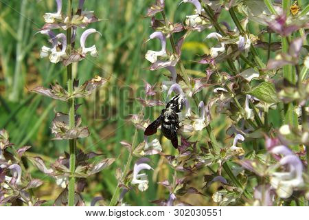 Black Bee Carpenter (xylocopa Valga) On Sage Flowers.