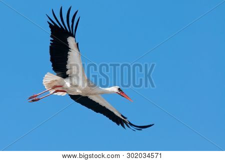 Flying White Stork (ciconia Ciconia) In Blue Sky