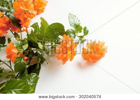 A Beautiful Crossandra, With Bright Orange Flowers And Lush Greens On A White Background With Copy S
