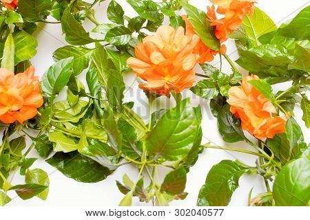 A Beautiful Crossandra, With Bright Orange Flowers And Lush Greens On A White Background With Copy S