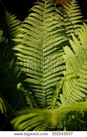 Fern In The Forest Illuminated By Hard Light. Nature And Greenery.