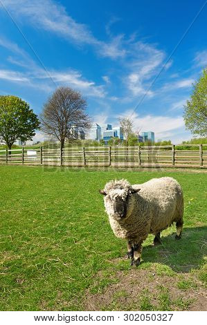 Sheep On A Local Farm With Canary Wharf Skyline