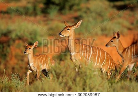 Female Nyala antelope (Tragelaphus angasii) with young lamb, Mokala National Park, South Africa