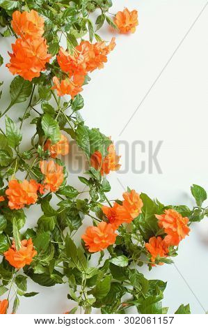 A Beautiful Crossandra, With Bright Orange Flowers And Lush Greens On A White Background With Copy S