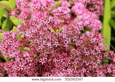 Beautiful Pink Background Of Flowers Sedum Telephium (hylotelephium) Of A Medicinal Plant, High Cont