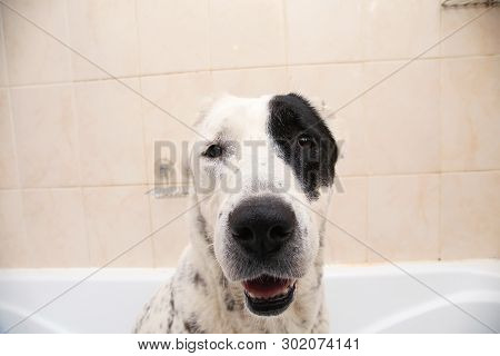 Bathing Of The Central Asian Shepherd Dog . Dog Taking A Bubble Bath. Alabai Grooming Dog.