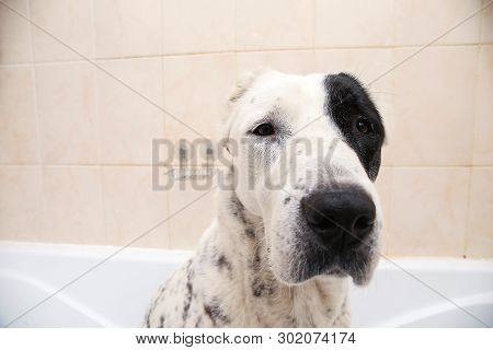 Bathing Of The Central Asian Shepherd Dog . Dog Taking A Bubble Bath. Alabai Grooming Dog.