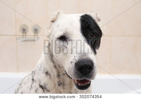 Bathing Of The Central Asian Shepherd Dog . Dog Taking A Bubble Bath. Alabai Grooming Dog.