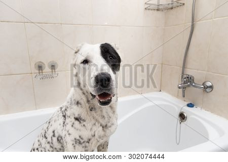 Bathing Of The Central Asian Shepherd Dog . Dog Taking A Bubble Bath. Alabai Grooming Dog.