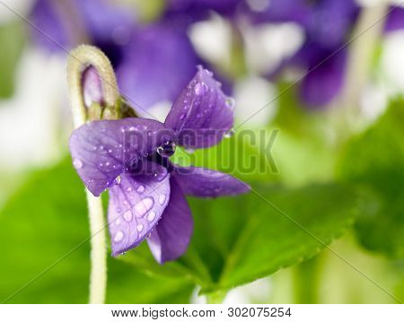 Closeup On Viola Odorata (sweet Violet, English Violet, Common Violet, Or Garden Violet)