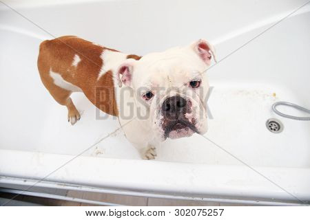 Bathing Of The English Bulldog. Dog Taking A Bubble Bath. Grooming Dog.
