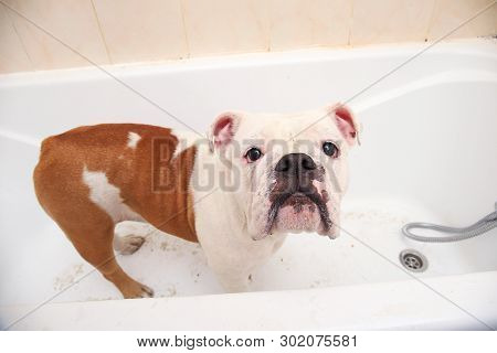 Bathing Of The English Bulldog. Dog Taking A Bubble Bath. Grooming Dog.
