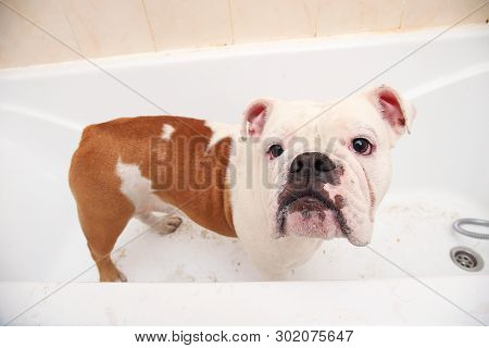Bathing Of The English Bulldog. Dog Taking A Bubble Bath. Grooming Dog.