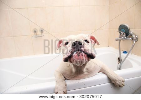 Bathing Of The English Bulldog. Dog Taking A Bubble Bath. Grooming Dog.