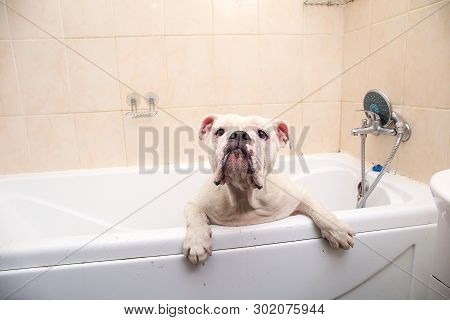 Bathing Of The English Bulldog. Dog Taking A Bubble Bath. Grooming Dog.