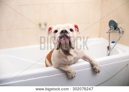Bathing Of The English Bulldog. Dog Taking A Bubble Bath. Grooming Dog.