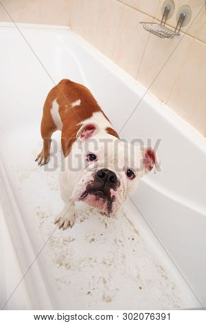 Bathing Of The English Bulldog. Dog Taking A Bubble Bath. Grooming Dog.