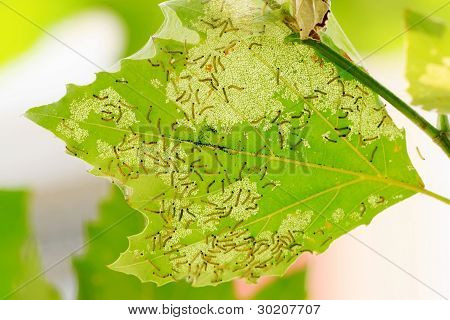 Hyphantria Cunea