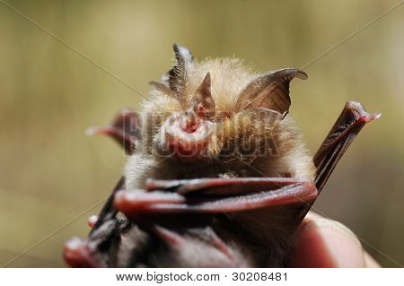 Bat med barn